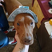 Sox joined the competition — help win amazing prizes! dog, brown_dog, pet, animal, carpet, hand, tattoo, headband, indoor, person, sneakers, footwear, furniture, table, casual, closeup, portrait, domestic, canine, human