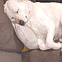 Optimus is registered to the contest to win money with this photo: dog, sleeping, white_dog, couch, pillow, resting, indoor, pet, cozy, relaxed, fur, paw, nose, animal, comfort, home, closeup, cute, peaceful, napping