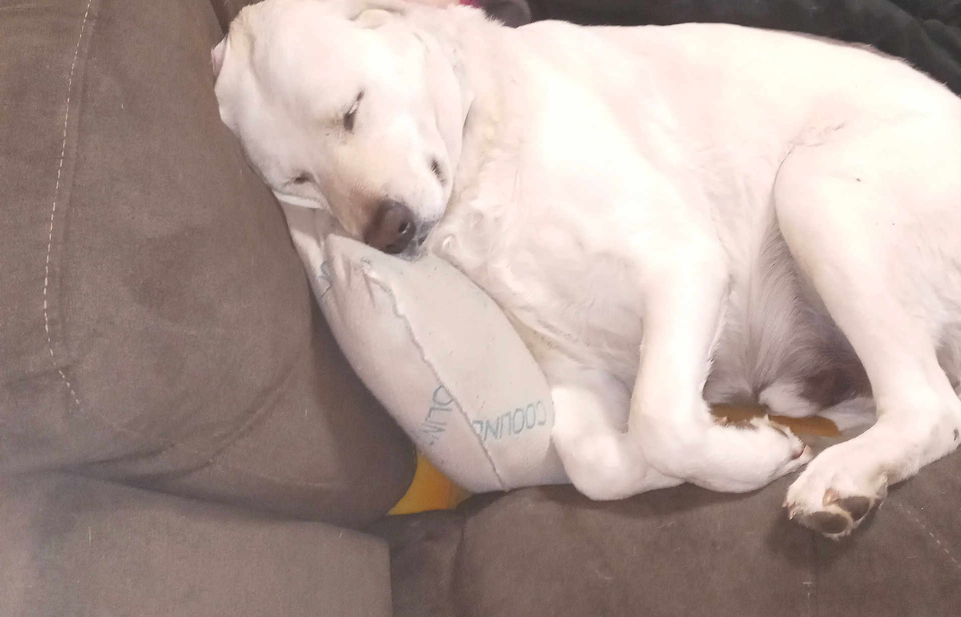 Optimus is registered to the contest to win money with this photo: dog, sleeping, white_dog, couch, pillow, resting, indoor, pet, cozy, relaxed, fur, paw, nose, animal, comfort, home, closeup, cute, peaceful, napping