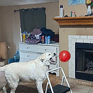 Optimus is registered to the contest to win money with this photo: dog, balloon, living_room, step_ladder, carpet, fireplace, furniture, white_dog, indoor, pet, playful, red_balloon, household_items, cabinet, curtains, vase, flowers, wood_floor, tiles, recreation
