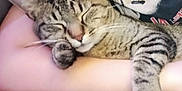 Thor is registered to the contest to win money with this photo: person, cat, tabby_cat, smiling, sleeping, cuddling, arms, closeup, indoor, comfort, pet, feline, striped, happy, affection, resting, casual_clothing, face, human, relaxation