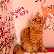 Honey is registered to the contest to win money with this photo: cat, ginger_cat, fluffy, sitting, wall_decoration, cherry_blossom, pink, cartoon_deer, animal, cute, indoor, pet, fur, tail, whiskers, eyes, mammal, domestic_animal, cozy, decor