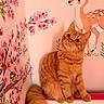 cat, ginger_cat, fluffy, sitting, wall_decoration, cherry_blossom, pink, cartoon_deer, animal, cute, indoor, pet, fur, tail, whiskers, eyes, mammal, domestic_animal, cozy, decor