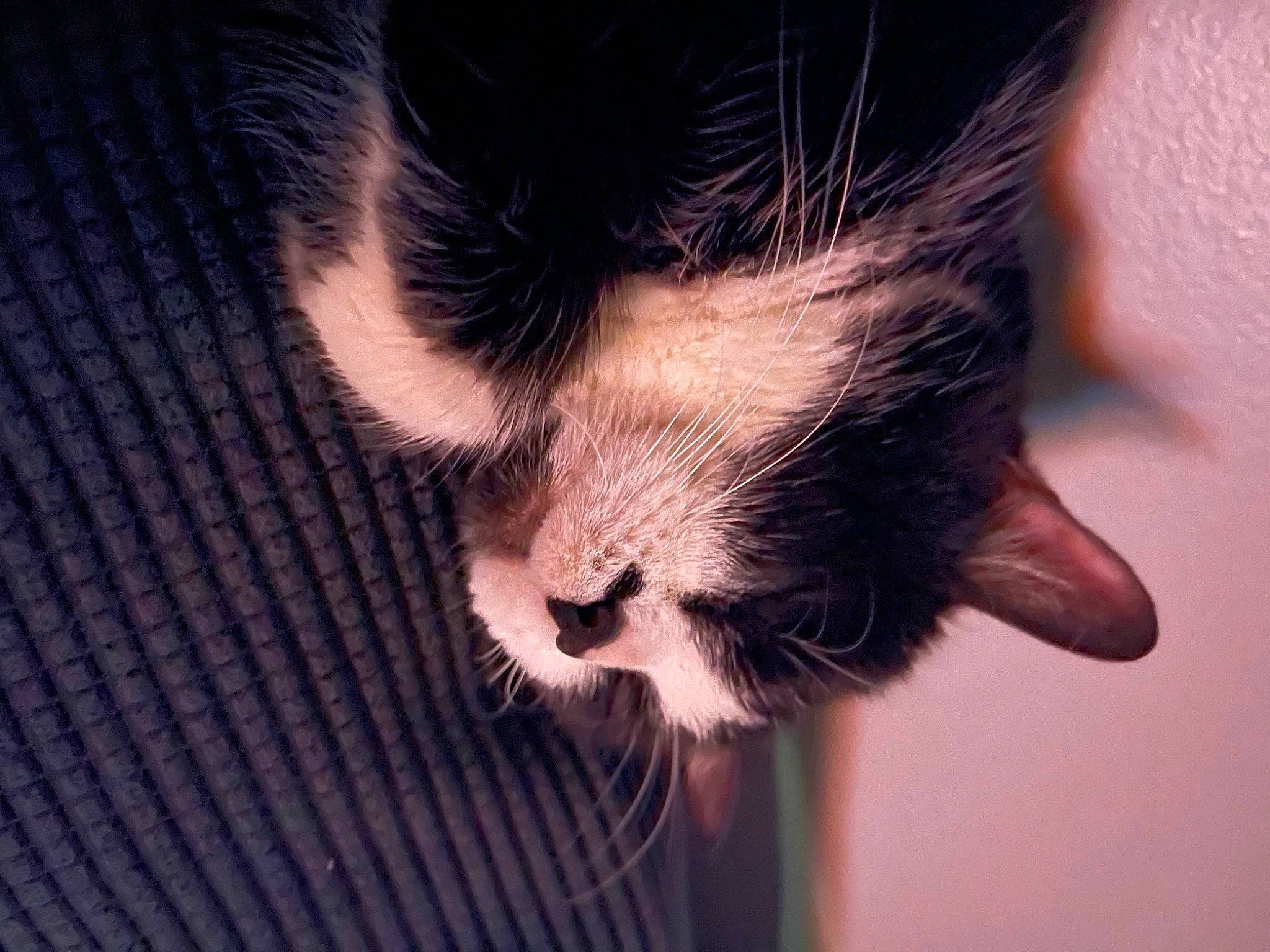 Chase is registered to the contest to win money with this photo: beard, carnivore, cat, close_up, cloud, darkness, domestic_short_haired_cat, ear, eyelash, facial_hair, felidae, fur, nap, paw, sky, sleep, small_to_medium_sized_cats, snout, tail, whiskers