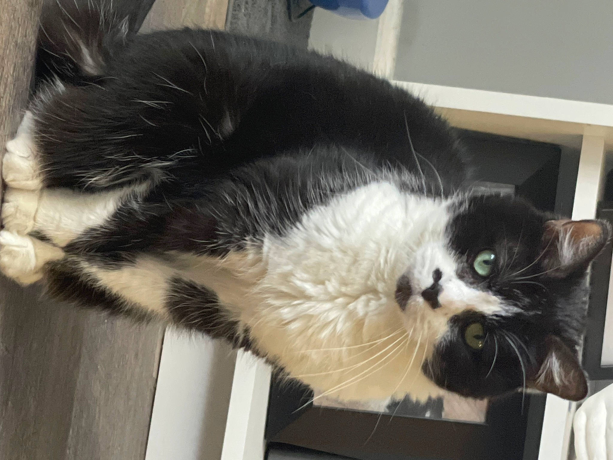 Chase is registered to the contest to win money with this photo: box, cardboard, carnivore, cat, cat_supply, claw, comfort, domestic_short_haired_cat, felidae, fur, natural_material, small_to_medium_sized_cats, snout, tail, terrestrial_animal, whiskers