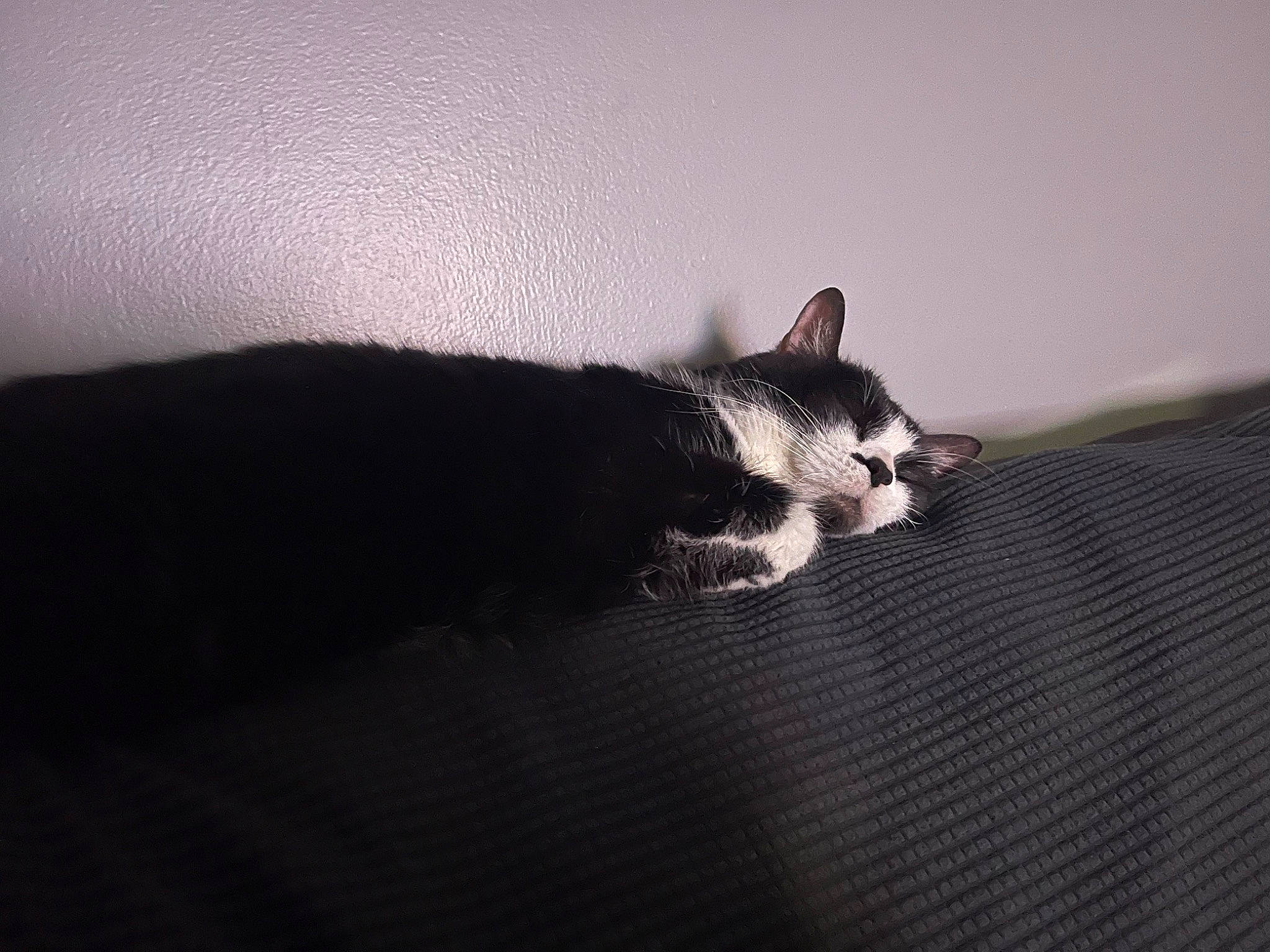 Chase is registered to the contest to win money with this photo: canidae, carnivore, cat, comfort, darkness, domestic_short_haired_cat, felidae, flash_photography, fur, grey, monochrome_photography, paw, shadow, sky, small_to_medium_sized_cats, tail, tints_and_shades, tree, whiskers, wood