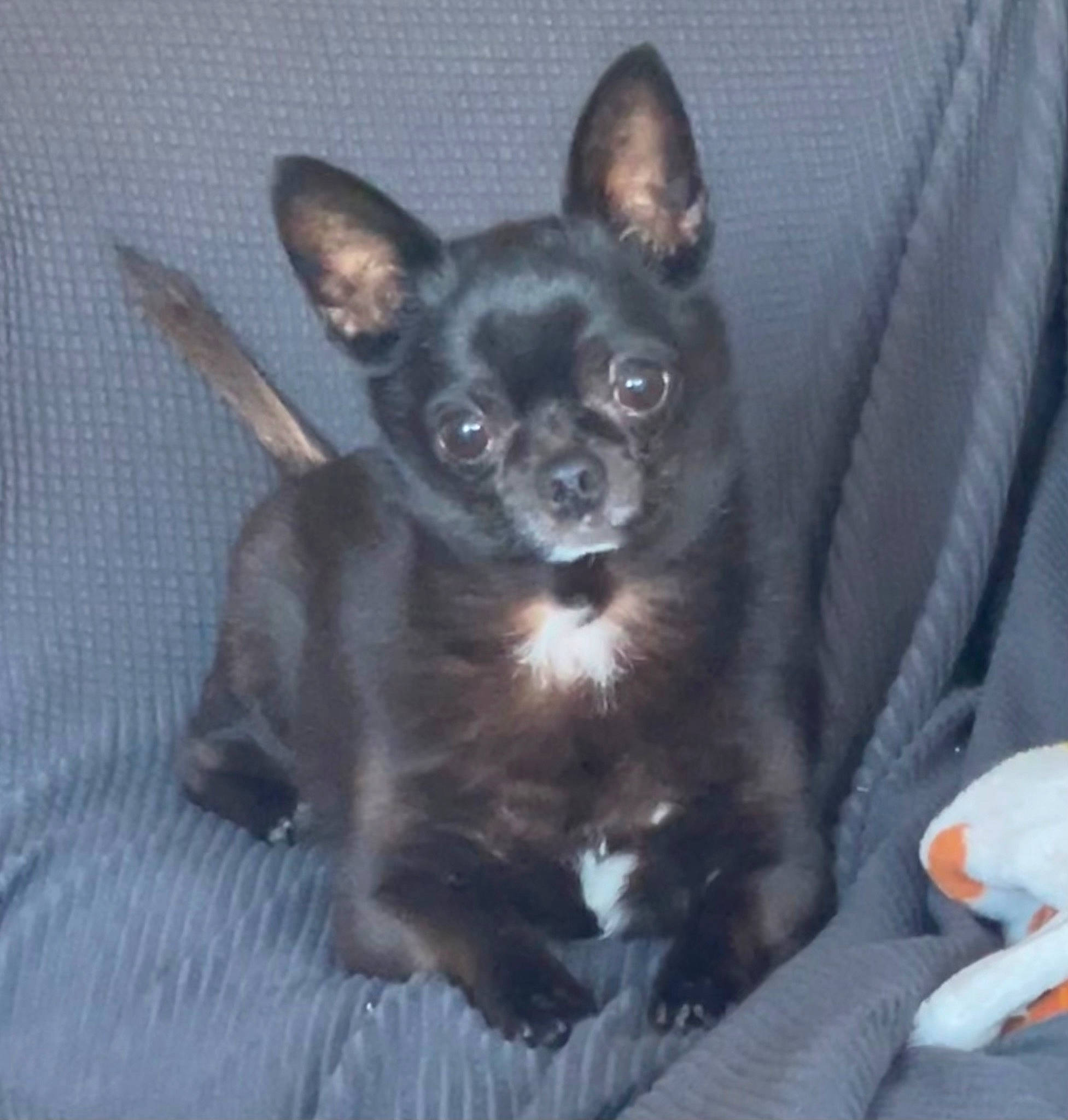 Rico is registered to the contest to win money with this photo: canidae, carnivore, chihuahua, companion_dog, corgi_chihuahua, dog, dog_breed, ear, fawn, fur, non_sporting_group, russkiy_toy, snout, sporting_group, toy_dog, whiskers, working_animal