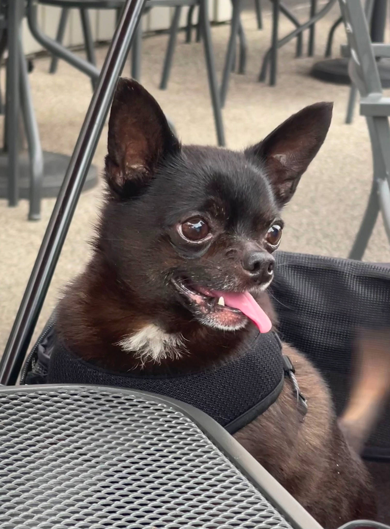 Rico joined the competition — help win amazing prizes! canidae, carmine, carnivore, chihuahua, companion_dog, corgi_chihuahua, dog, dog_breed, dog_supply, ear, fawn, fur, mammal, snout, sporting_group, terrestrial_animal, toy_dog, vertebrate, whiskers, working_animal