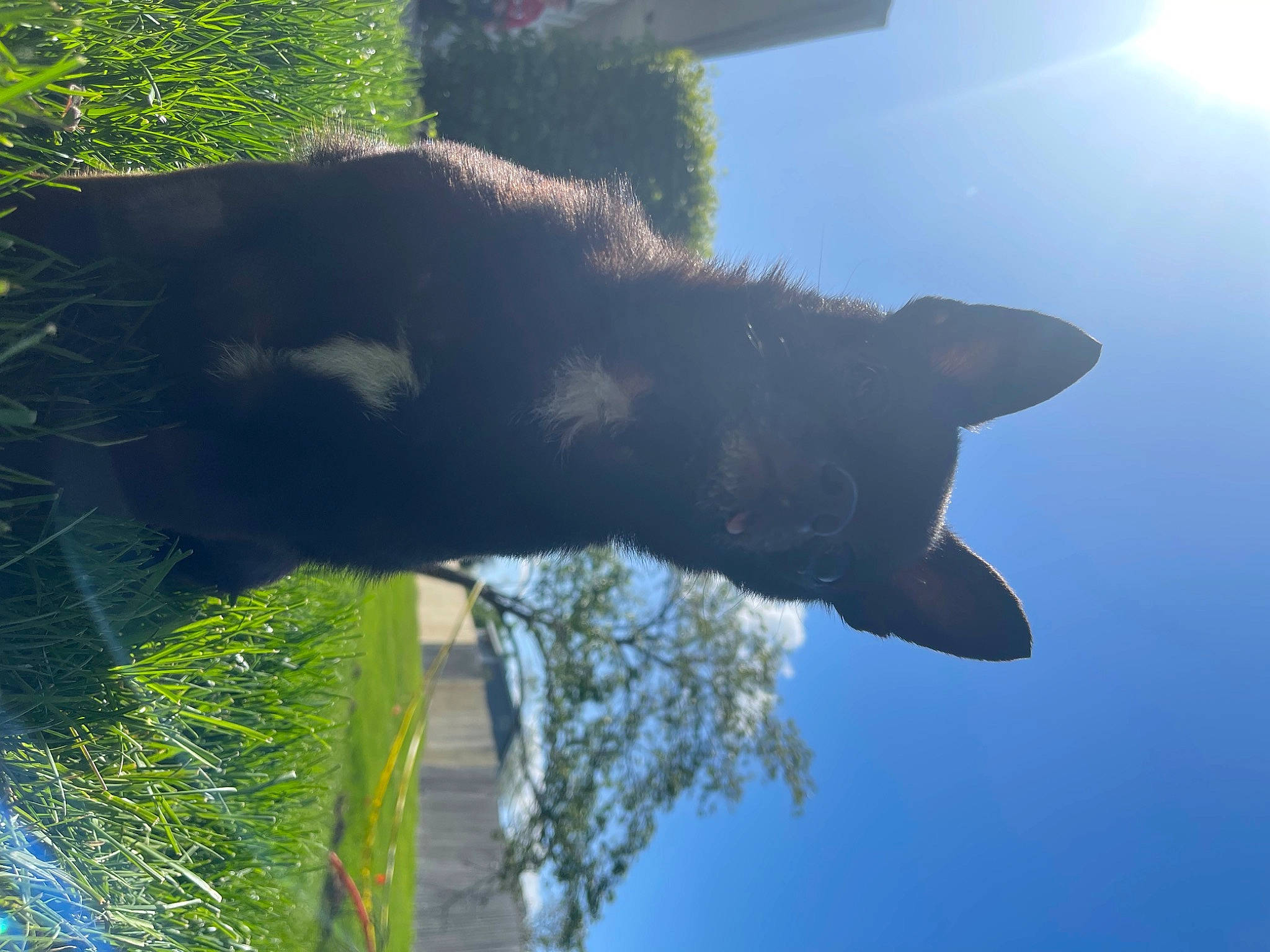 Rico joined the competition — help win amazing prizes! art, backlighting, gesture, grass, lens_flare, light, people_in_nature, plant, reflection, shadow, shrub, sky, sunlight, tail, tree, water