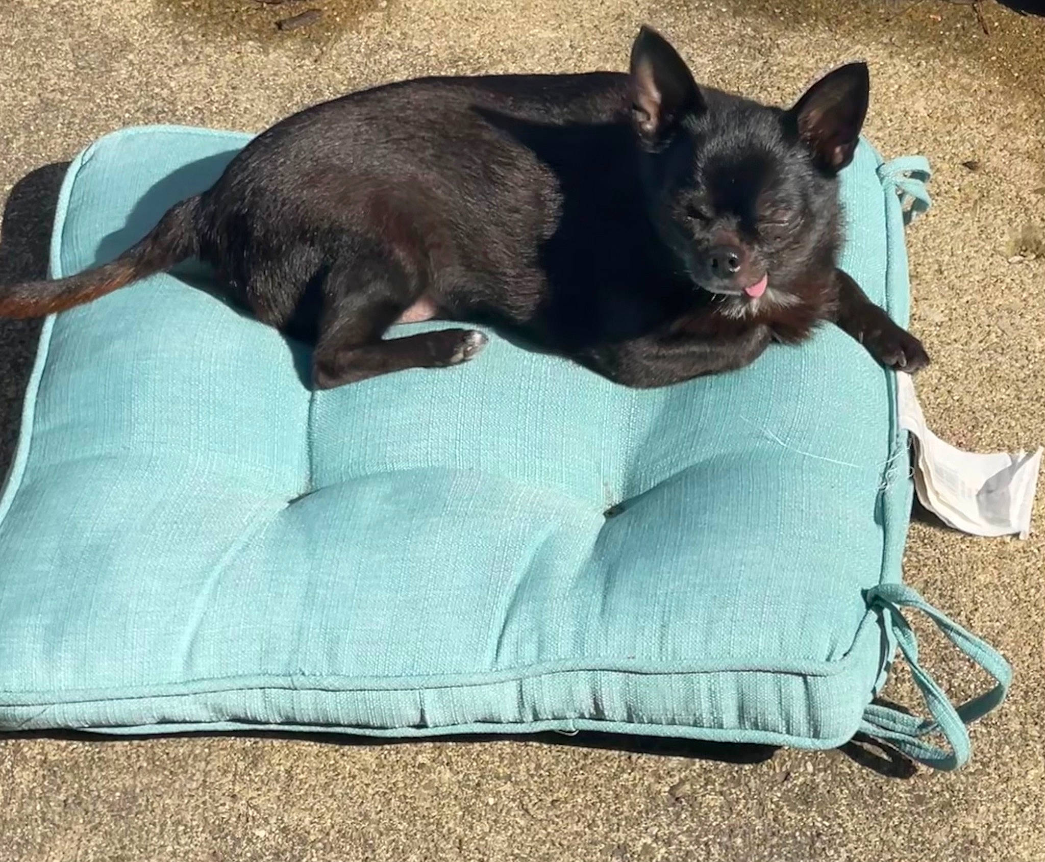 Rico joined the competition — help win amazing prizes! black_cat, bombay, canidae, carnivore, cat, comfort, companion_dog, dog_breed, domestic_short_haired_cat, electric_blue, fawn, felidae, fur, grey, nap, small_to_medium_sized_cats, sporting_group, tail, thai, whiskers