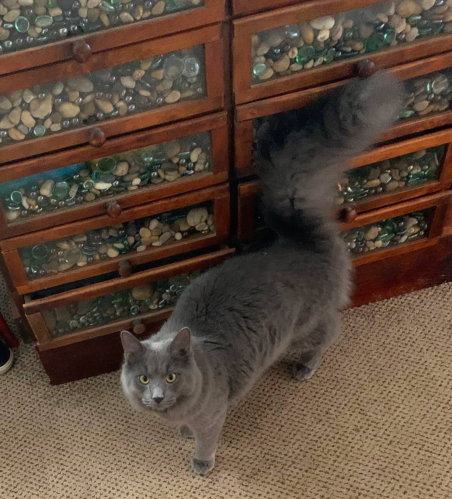 Gibby joined the competition — help win amazing prizes! carnivore, cat, domestic_short_haired_cat, fawn, felidae, flooring, flowerpot, fur, grey, hardwood, mammal, russian_blue, sitting, small_to_medium_sized_cats, snout, tail, vertebrate, whiskers, window, wood