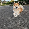 dog, animal, outdoor, pavement, flower, hedge, tree, grass, blue_eyes, fluffy, pet, nature, calm, relaxed, fur, garden, daytime, canine, mammal, lying_down