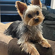 Ozzy is registered to the contest to win money with this photo: dog, yorkshire_terrier, pet, puppy, small_dog, indoor, sofa, couch, blanket, fur, ears, big_eyes, head_tilt, paw, portrait, cute, domestic, living_room, window, relaxed