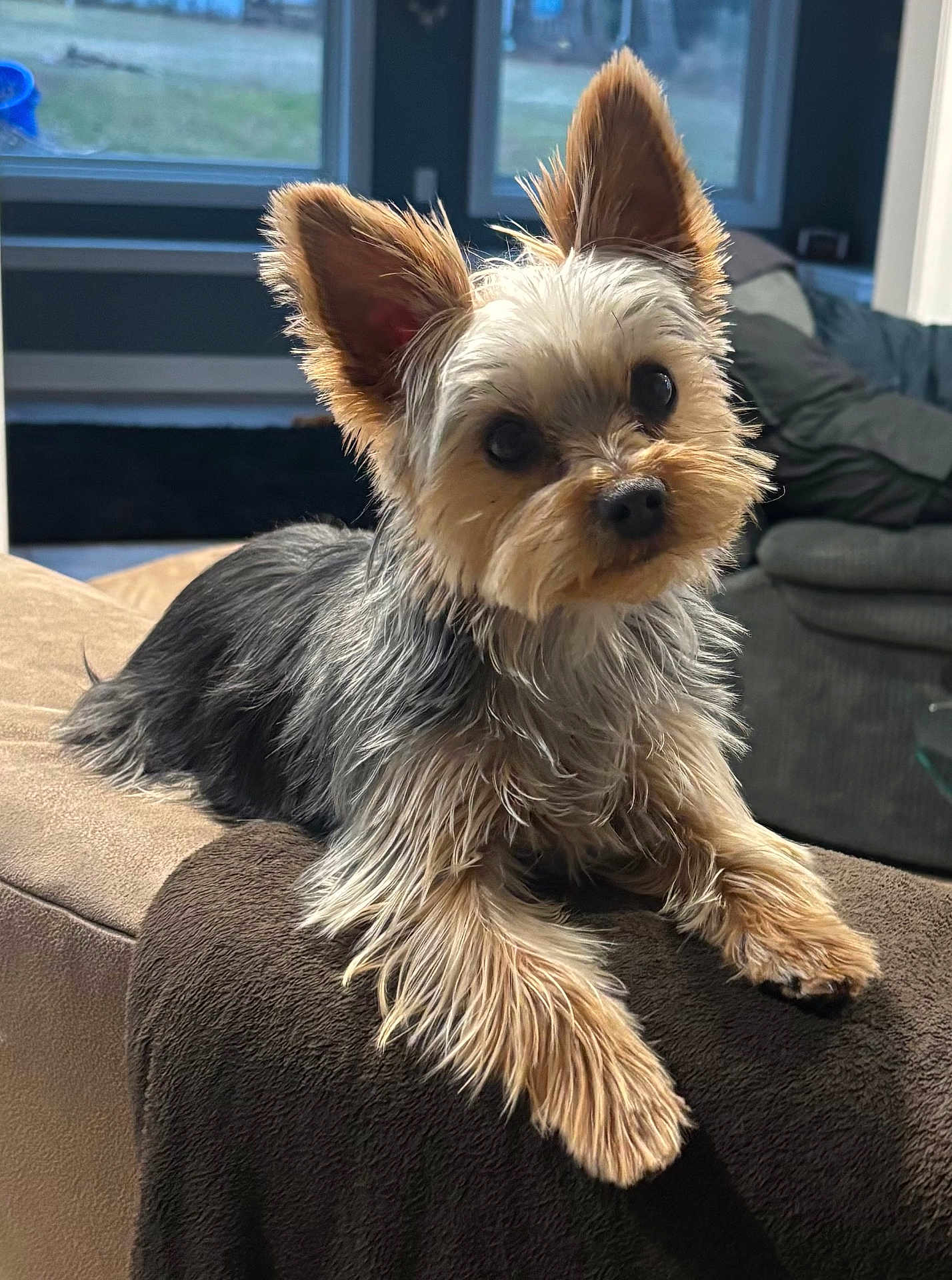 Ozzy is registered to the contest to win money with this photo: dog, yorkshire_terrier, pet, puppy, small_dog, indoor, sofa, couch, blanket, fur, ears, big_eyes, head_tilt, paw, portrait, cute, domestic, living_room, window, relaxed