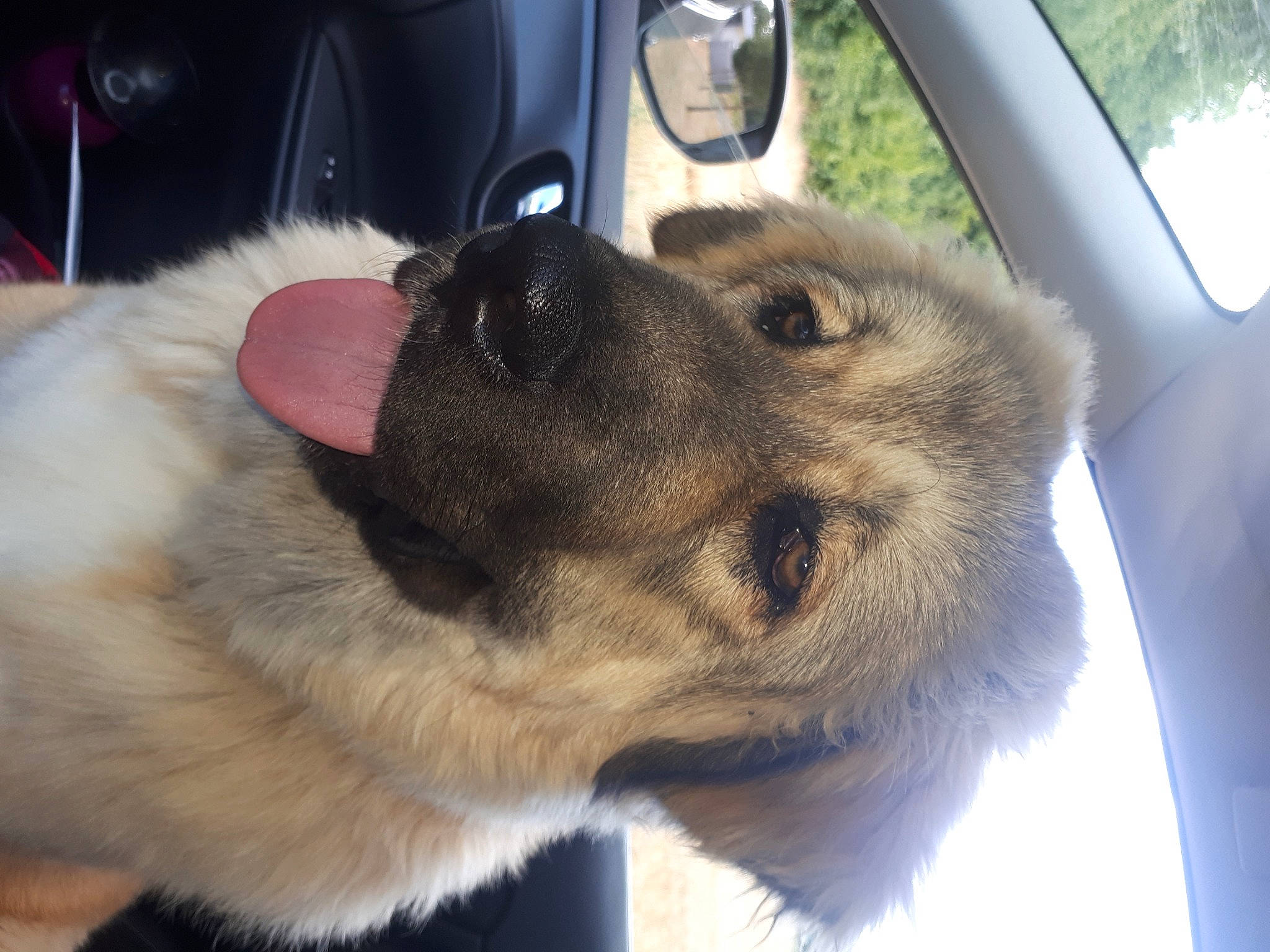 Talya participe au concours pour gagner de l'argent avec cette photo : auto_part, automotive_exterior, automotive_mirror, car, carnivore, collar, companion_dog, dog, dog_breed, fawn, fur, mirror, motor_vehicle, rear_view_mirror, snout, sporting_group, terrestrial_animal, vehicle, vehicle_door, whiskers