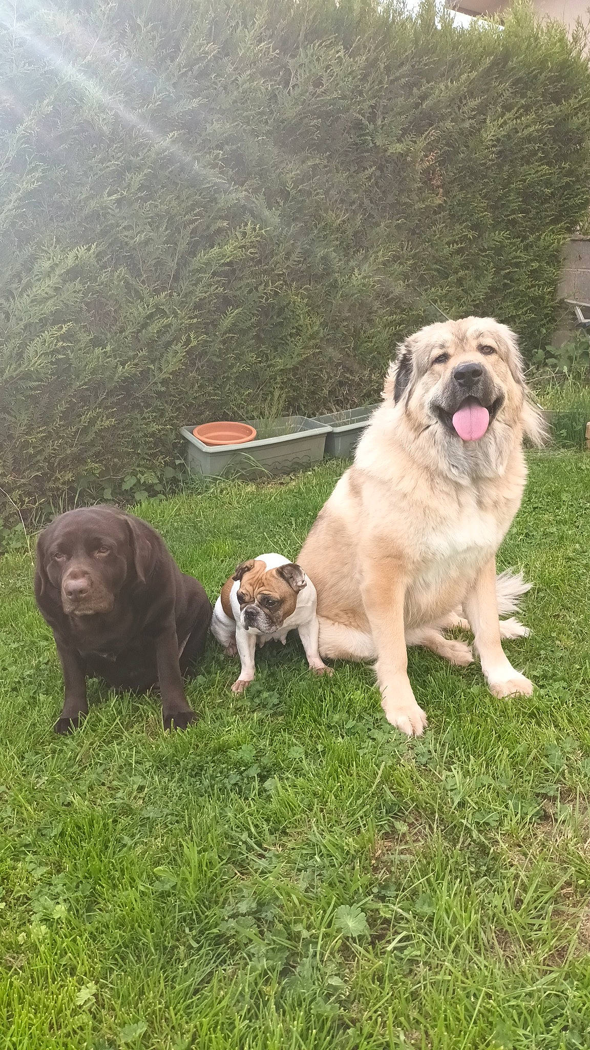 Talya a rejoint le concours — aidez-le/la à gagner de superbes lots ! ancient_dog_breeds, animal_training, canidae, carnivore, collar, companion_dog, dog, dog_breed, dog_collar, fawn, grass, leash, non_sporting_group, ori_pei, plant, snout, sporting_group, working_animal, working_dog, wrinkle