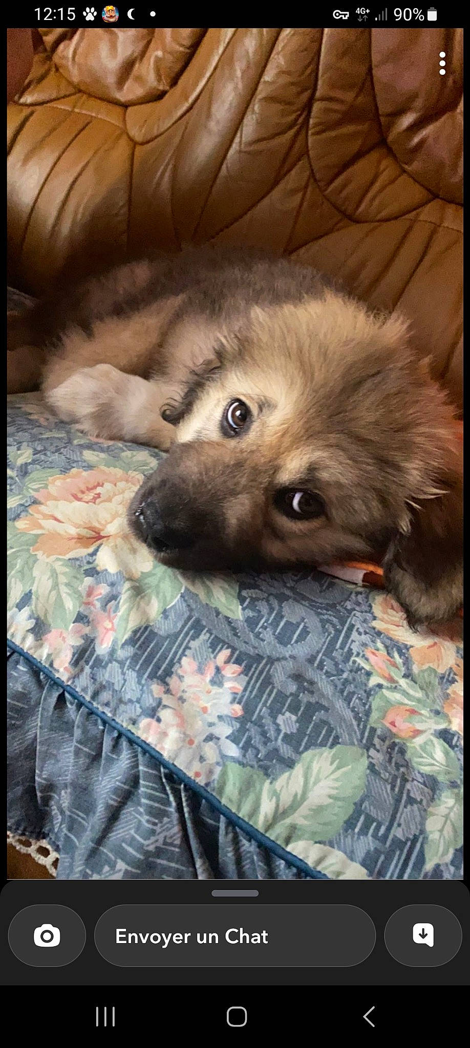 Talya a rejoint le concours — aidez-le/la à gagner de superbes lots ! bed, canidae, carnivore, comfort, companion_dog, dog, dog_breed, fawn, felidae, fur, linens, liver, paw, small_to_medium_sized_cats, snout, sporting_group, textile, toy_dog, whiskers, working_animal