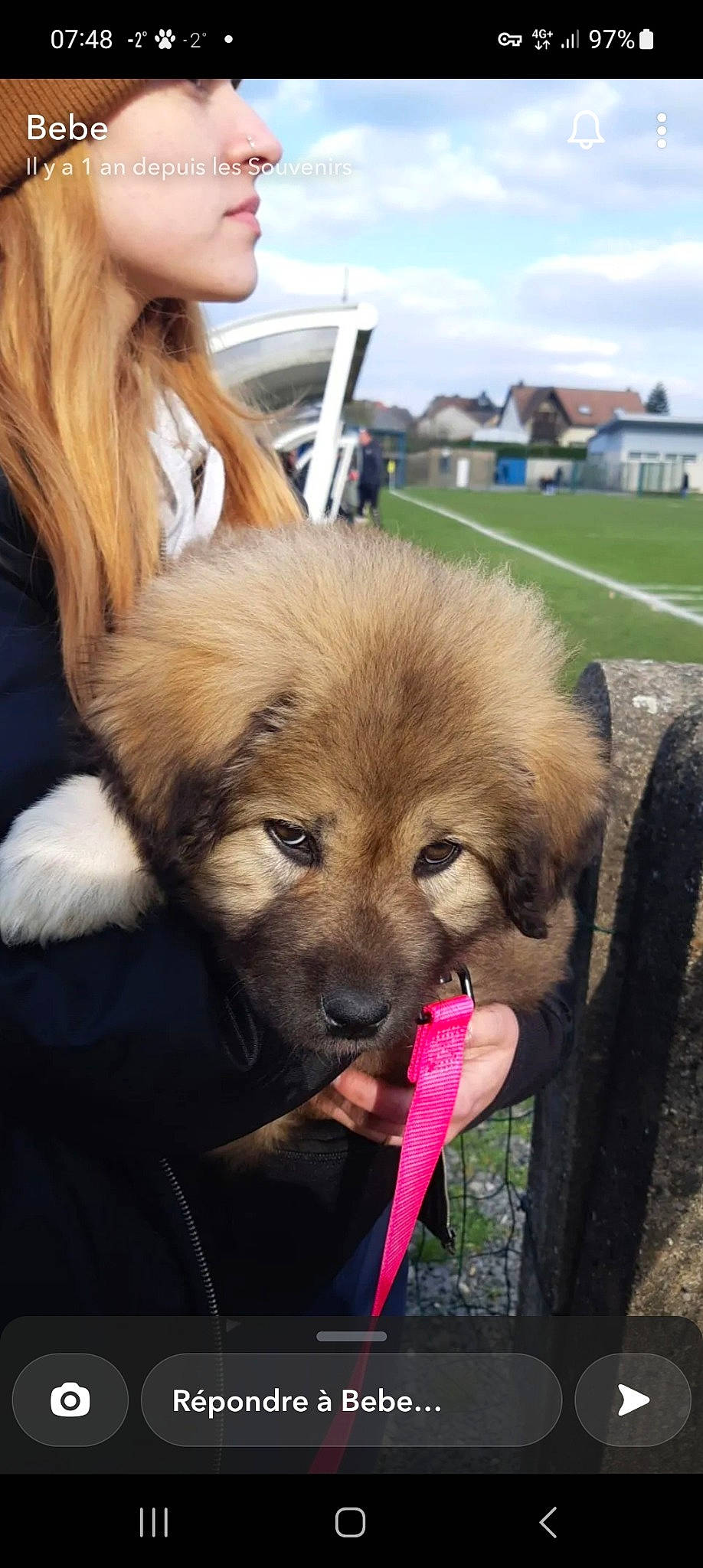 Talya a rejoint le concours — aidez-le/la à gagner de superbes lots ! ancient_dog_breeds, canidae, carnivore, cloud, companion_dog, dog, dog_breed, fawn, fur, grass, himalayan_sheepdog, non_sporting_group, puppy, sky, snout, spitz, sporting_group, whiskers, working_animal, working_dog