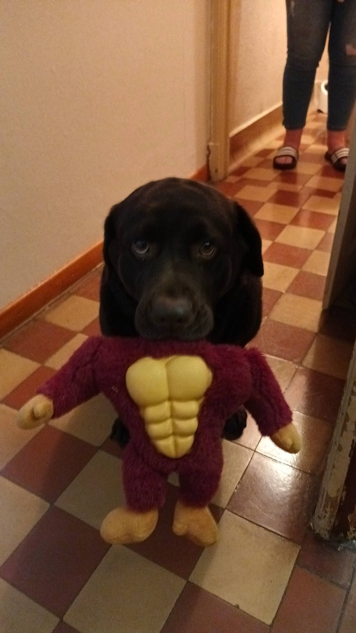 Malya participe au concours pour gagner de l'argent avec cette photo : carnivore, companion_dog, costume, dog, dog_breed, fawn, floor, flooring, fur, hardwood, human_leg, personal_protective_equipment, selfie, sleeve, snout, stuffed_toy, tail, thigh, wood, working_animal