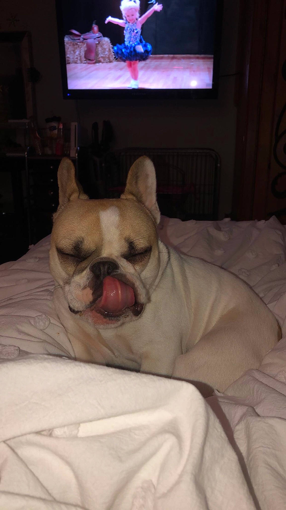 Yoda joined the competition — help win amazing prizes! american_bulldog, bulldog, canidae, carnivore, companion_dog, dog, dog_breed, ear, fawn, french_bulldog, mammal, non_sporting_group, nose, old_english_bulldog, puppy, skin, snout, toy_bulldog, vertebrate, white_english_bulldog