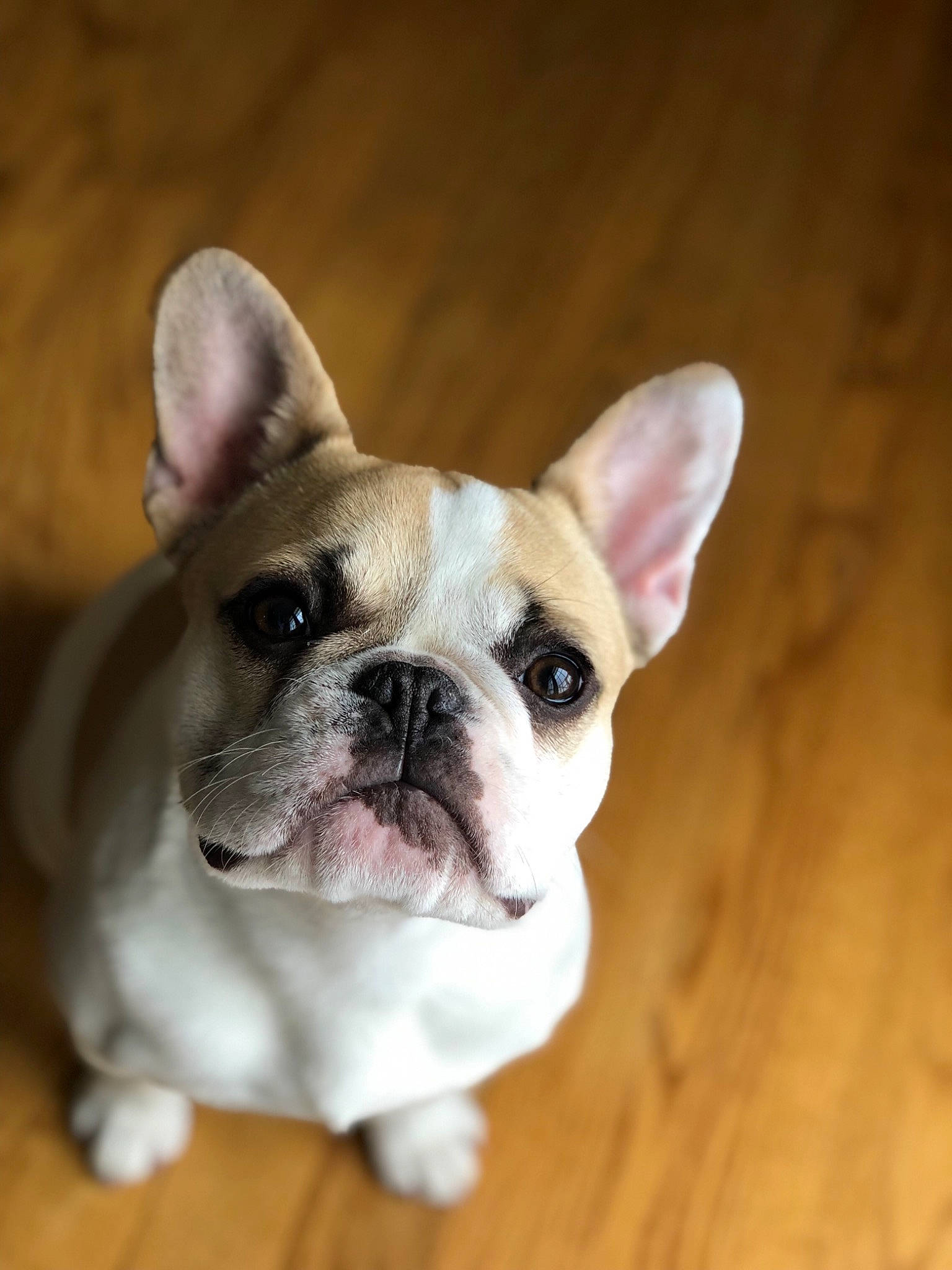 Yoda joined the competition — help win amazing prizes! ancient_dog_breeds, bulldog, canidae, carnivore, companion_dog, dog, dog_breed, ear, fawn, french_bulldog, mammal, non_sporting_group, nose, puppy, rare_breed_dog, skin, snout, toy_bulldog, vertebrate, whiskers