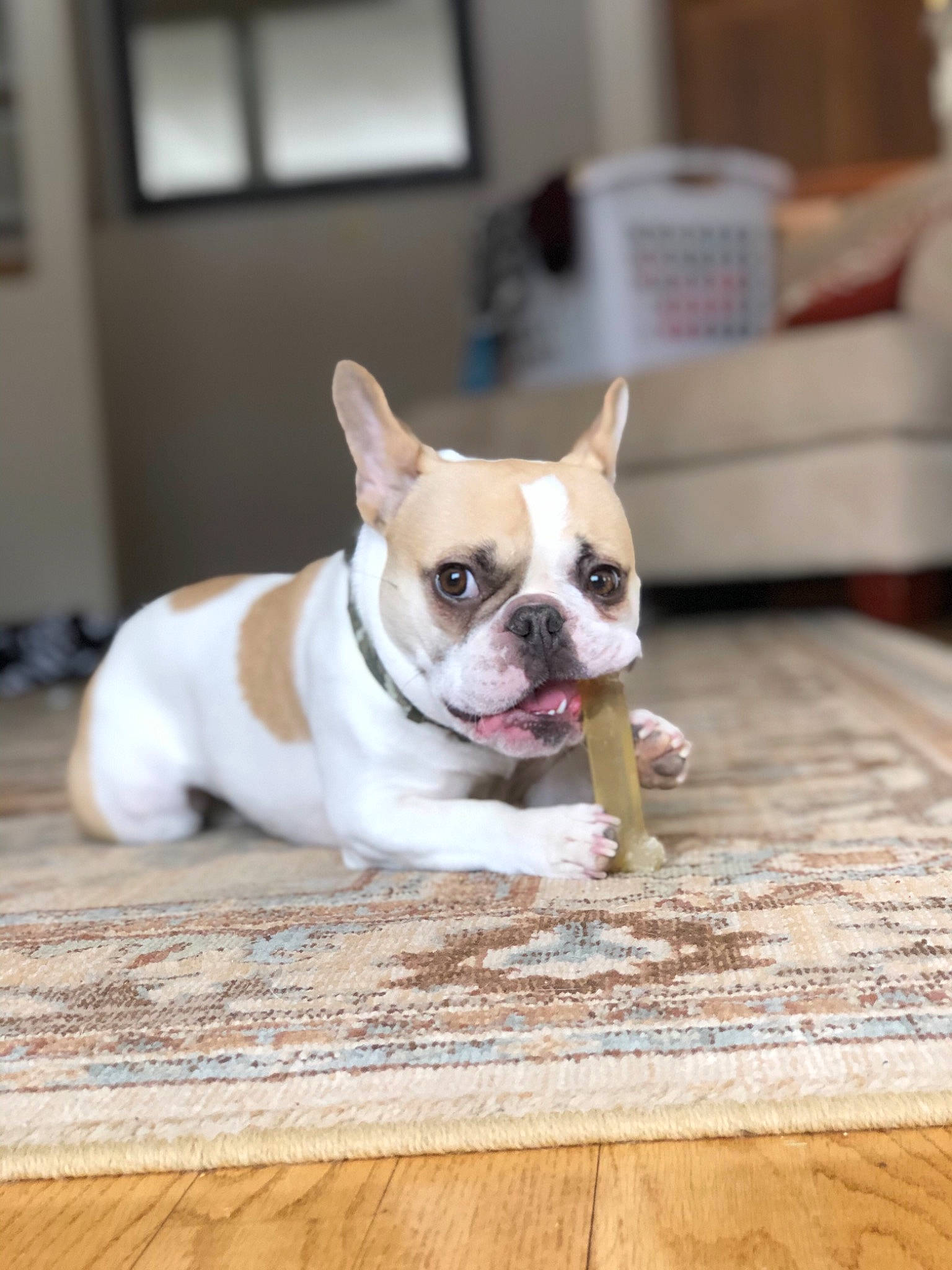Yoda is registered to the contest to win money with this photo: australian_bulldog, bulldog, canidae, carnivore, companion_dog, dog, dog_breed, ear, fawn, french_bulldog, mammal, non_sporting_group, nose, puppy, puppy_love, rare_breed_dog, snout, toy_bulldog, toy_dog, vertebrate