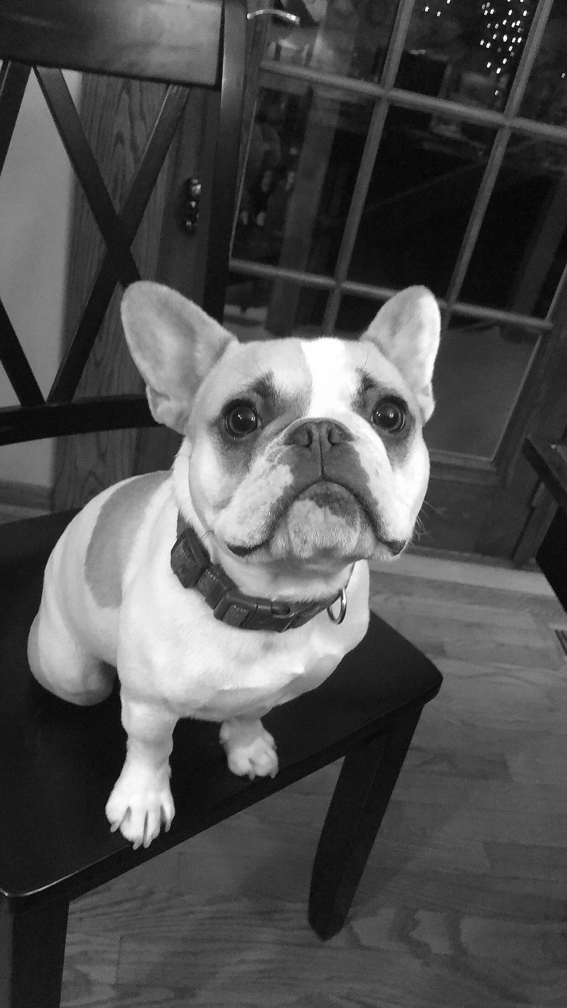 Yoda joined the competition — help win amazing prizes! australian_bulldog, black_and_white, bulldog, canidae, carnivore, companion_dog, dog, dog_breed, fawn, french_bulldog, mammal, non_sporting_group, old_english_bulldog, olde_english_bulldogge, puppy, rare_breed_dog, snout, toy_bulldog, vertebrate, white_english_bulldog