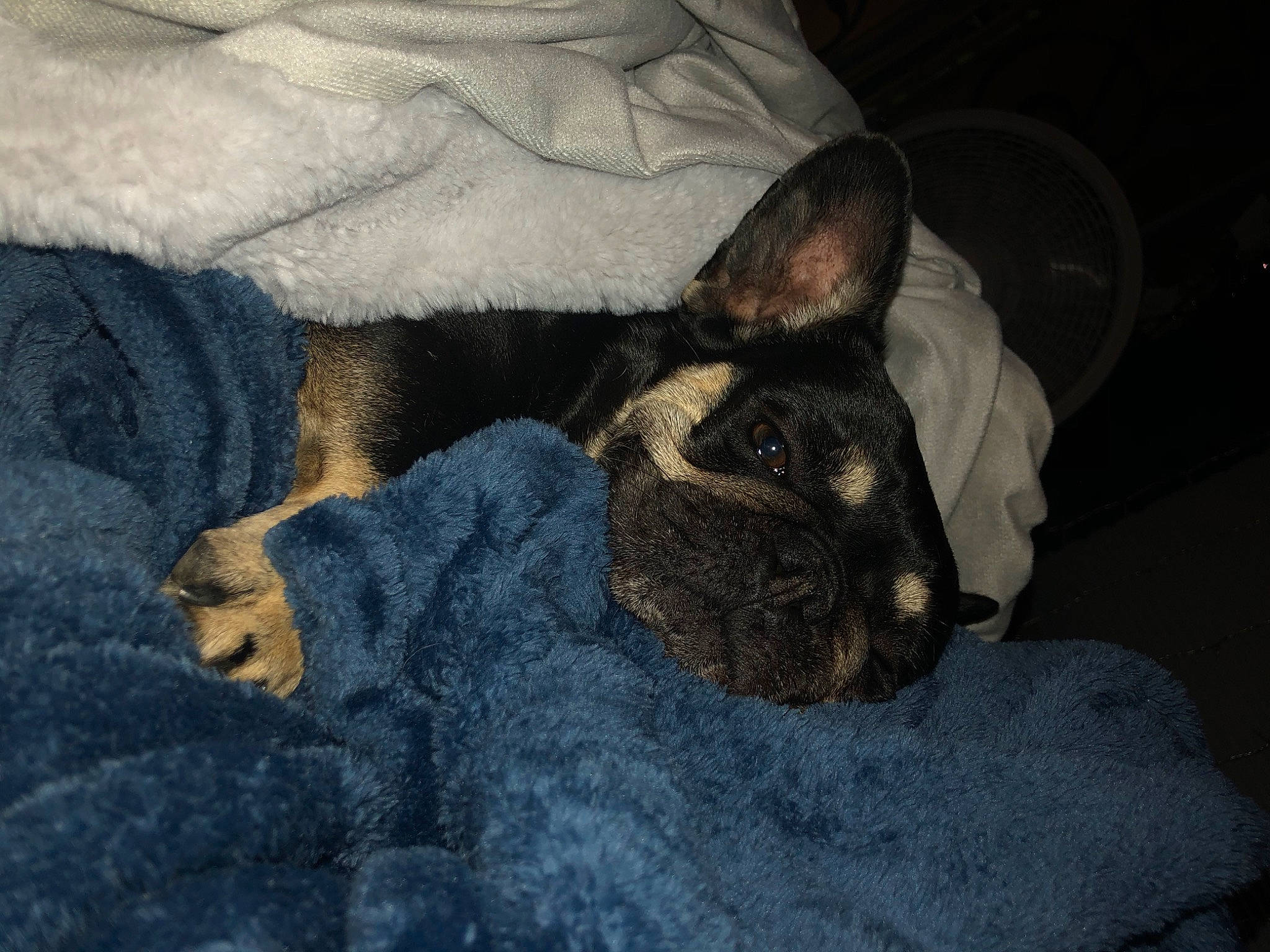 Jamaica is registered to the contest to win money with this photo: canidae, carnivore, cat, cornish_rex, devon_rex, dog, dog_breed, ear, fawn, felidae, mammal, miniature_pinscher, nap, paw, sky, small_to_medium_sized_cats, snout, tail, whiskers