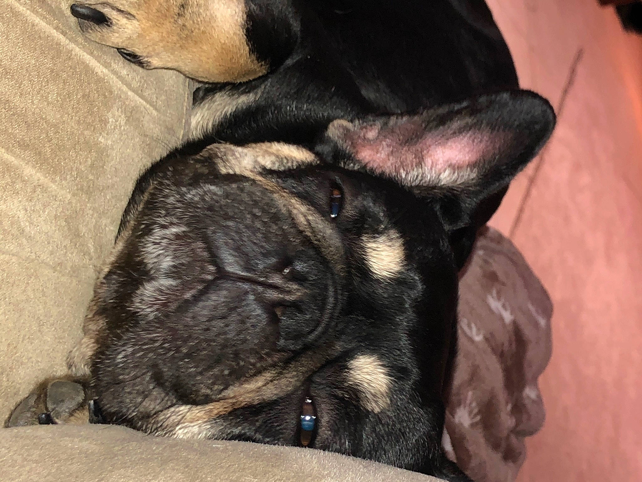 Jamaica is registered to the contest to win money with this photo: canidae, carnivore, cat, companion_dog, dog, dog_breed, ear, fawn, french_bulldog, fur, non_sporting_group, paw, puppy, skin, sleep, snout, sporting_group, whiskers