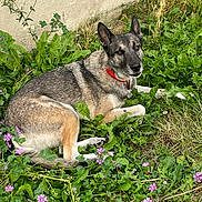 Maicka participe au concours pour gagner de l'argent avec cette photo : animal, canine, collar, daylight, dog, ears, face, flowers, fur, garden, grass, greenery, lying_down, nature, outdoor, pet, plant, purple_flowers, relaxed, wall