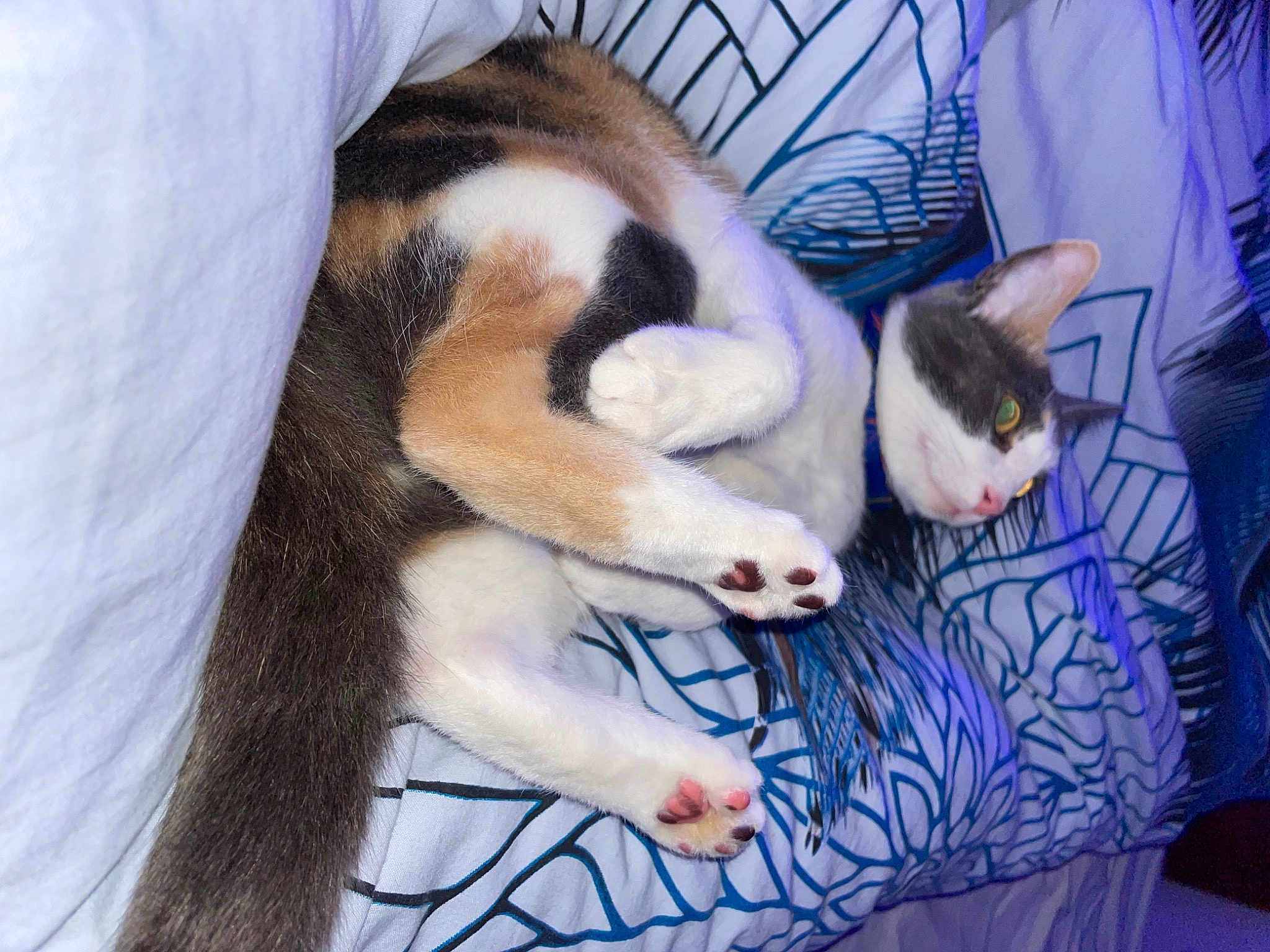 Calinette