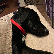 Yoda a rejoint le concours — aidez-le/la à gagner de superbes lots ! animal, black_dog, blanket, comfort, couch, cozy, dog, domestic, fur, home, indoor, peaceful, pet, quiet, red_collar, relaxed, remote_control, resting, side_view, sleeping