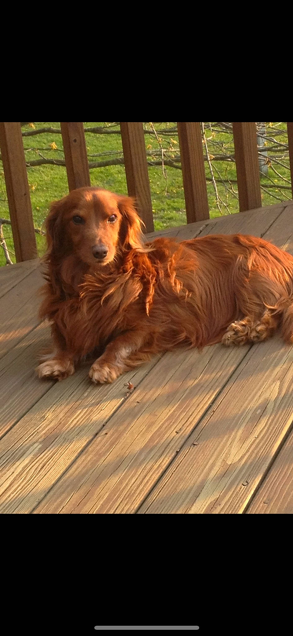 Baron is registered to the contest to win money with this photo: canidae, carnivore, companion_dog, dog, dog_breed, fawn, flooring, grass, gun_dog, hardwood, liver, plank, plant, spaniel, sporting_group, tree, varnish, wood, wood_flooring, wood_stain