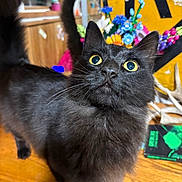Bobito is registered to the contest to win money with this photo: black_cat, cat, indoor, wooden_floor, curious, fluffy_fur, yellow_eyes, pet, animal, close_up, looking_up, whiskers, ears, tail, houseplant, colorful_flowers, decor, wooden_cabinet, sign, cozy