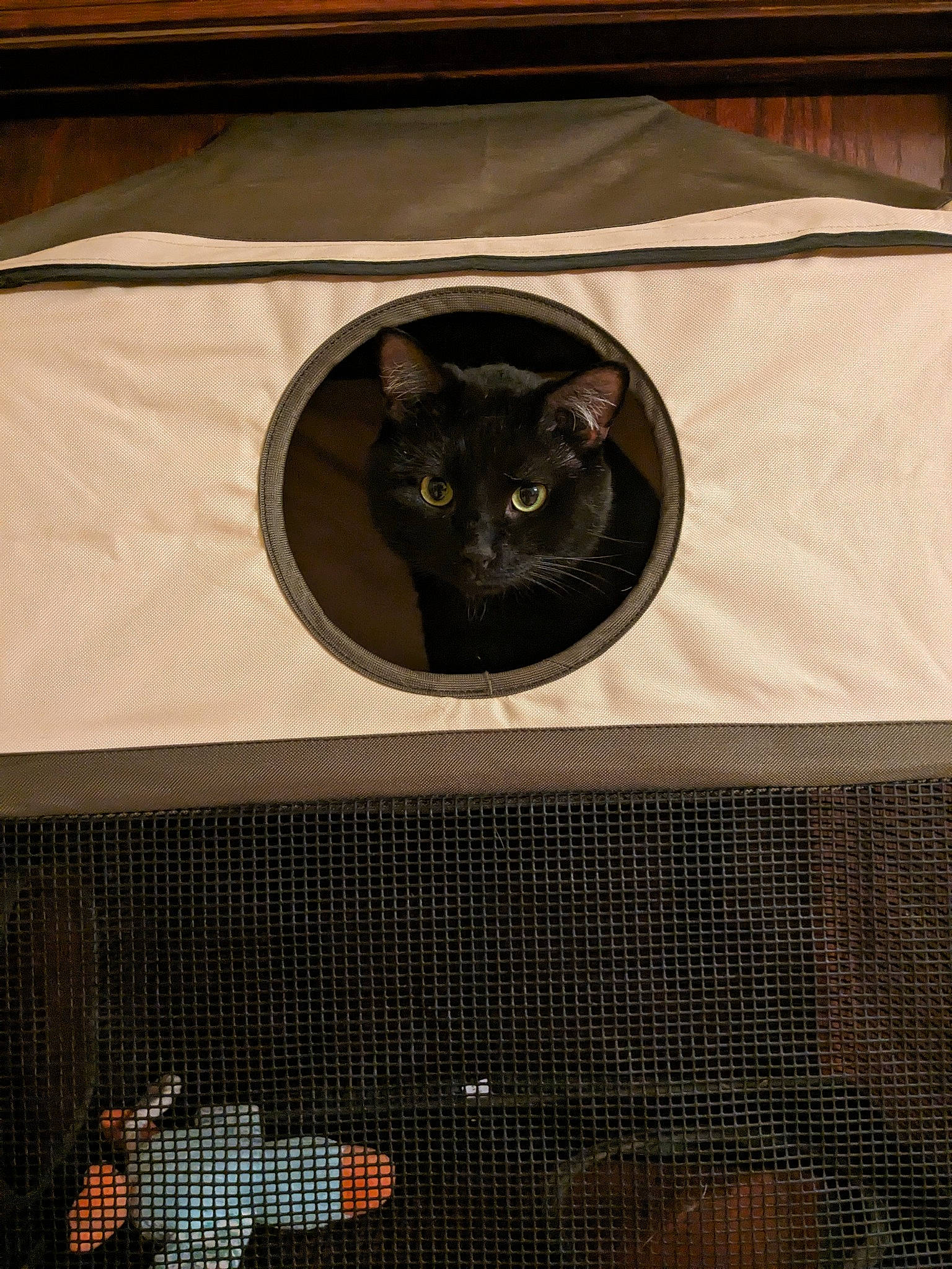 Stimpy is registered to the contest to win money with this photo: automotive_tire, bag, black_cat, bombay, brown, carnivore, cat, circle, domestic_short_haired_cat, felidae, fur, grey, linens, pattern, pet_supply, room, small_to_medium_sized_cats, tail, whiskers, wood