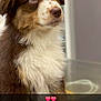 animal, canine, cat, cockerspaniel, collie, cream, dessert, dog, eskimodog, food, hound, husky, papillon, pet, poodle, puppy, saintbernard, snout, terrier, whitedog