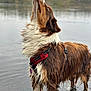 accessories, animal, beach, canine, coast, dog, grass, hound, lake, leash, nature, outdoors, pet, plant, puppy, rock, sea, shoreline, strap, water