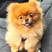 Prince Peter The Pom is registered to the contest to win money with this photo: adorable, animal, car_interior, companion, cute, cute_pet, dog, domestic_animal, fluffy, fur, happy, leash, looking_at_camera, pet, pomeranian, puppy, seat, sitting, small_dog, tongue_out