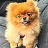 adorable, animal, car_interior, companion, cute, cute_pet, dog, domestic_animal, fluffy, fur, happy, leash, looking_at_camera, pet, pomeranian, puppy, seat, sitting, small_dog, tongue_out