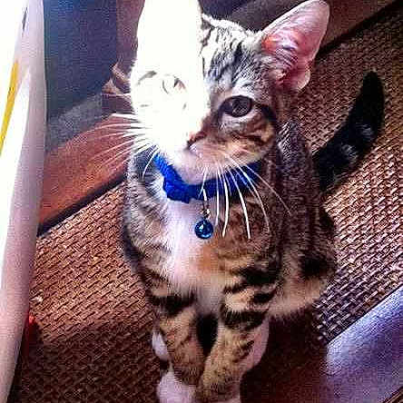 Meeko joined the competition — help win amazing prizes!