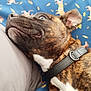 dog, brindle, collar, pet, close_up, lying_down, blanket, pattern, blue, animal, canine, fur, ears, nose, whiskers, domestic_animal, resting, indoor, cute, young_dog