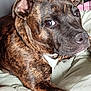 Akira a rejoint le concours — aidez-le/la à gagner de superbes lots ! dog, brindle_coat, pet, animal, canine, indoor, blanket, bed, fur, collar, ears, nose, paw, resting, looking_away, close_up, domestic_animal, companion, cute, relaxed