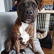 Akira participe au concours pour gagner de l'argent avec cette photo : puppy, dog, brindle, pet, indoor, blanket, crate, furniture, brown, white, floor, expression, cute, animal, canine, sitting, closeup, young, face, ears