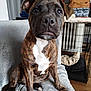 puppy, dog, brindle, pet, indoor, blanket, crate, furniture, brown, white, floor, expression, cute, animal, canine, sitting, closeup, young, face, ears