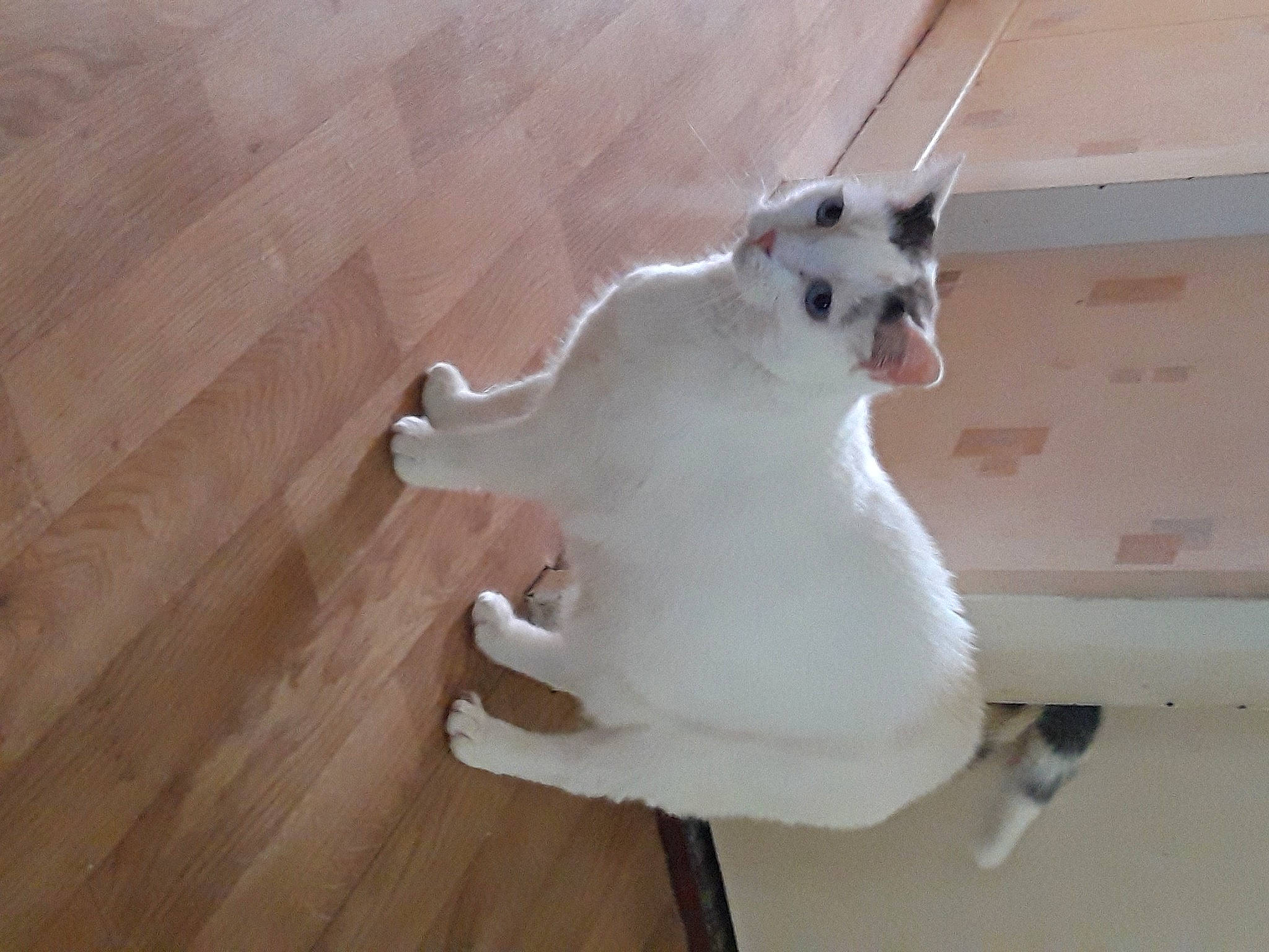 Haylie participe au concours pour gagner de l'argent avec cette photo : canidae, carnivore, cat, dog_breed, domestic_short_haired_cat, door, fawn, felidae, flooring, foot, fur, hardwood, paw, small_to_medium_sized_cats, snout, tail, terrestrial_animal, whiskers, wood, wood_flooring