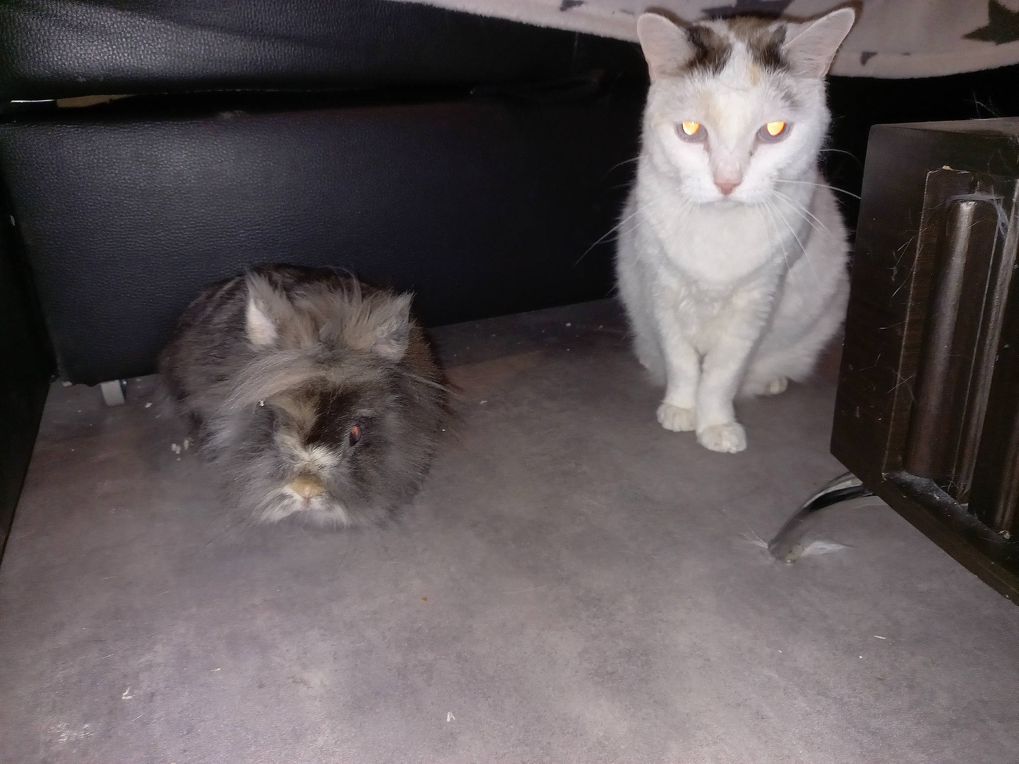 Haylie a rejoint le concours — aidez-le/la à gagner de superbes lots ! box, carnivore, cat, comfort, companion_dog, dog_breed, domestic_short_haired_cat, fawn, felidae, fur, mammal, paw, sitting, small_terrier, small_to_medium_sized_cats, snout, tail, toy_dog, whiskers, working_animal