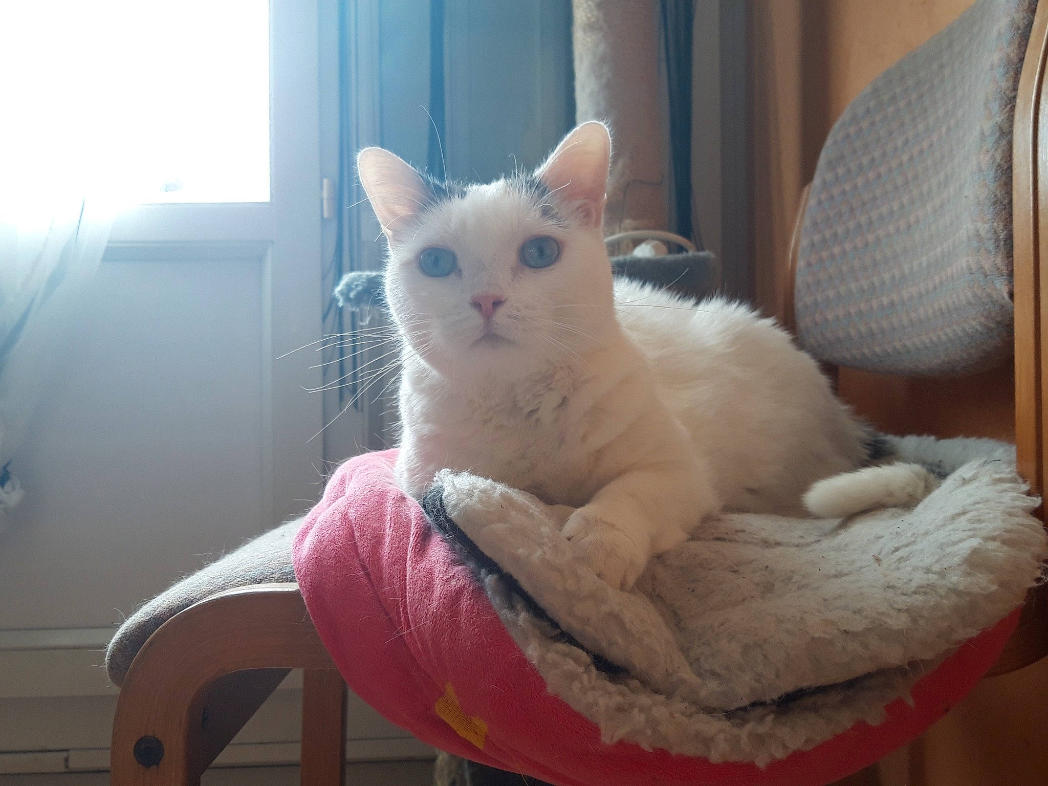 Haylie participe au concours pour gagner de l'argent avec cette photo : carnivore, cat, cat_supply, chair, claw, comfort, curtain, domestic_short_haired_cat, felidae, foot, fur, paw, sitting, small_to_medium_sized_cats, tail, whiskers, window