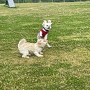 Charlie joined the competition — help win amazing prizes! active, animal, canine, clover, cute, dog, dogs, fun, fur, grass, greenery, jumping, nature, outdoor, park, pet, playful, red_harness, small_dog, white_dog