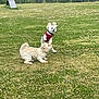 active, animal, canine, clover, cute, dog, dogs, fun, fur, grass, greenery, jumping, nature, outdoor, park, pet, playful, red_harness, small_dog, white_dog