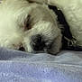 Charlie is registered to the contest to win money with this photo: animal, bed, blanket, calm, close_up, collar, cozy, dog, face, fluffy, fur, indoors, nose, peaceful, pet, relaxation, resting, sleeping, soft_texture, white_dog